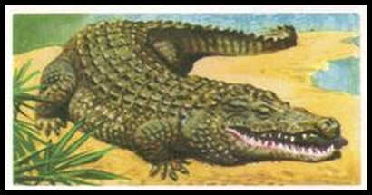 50 Nile Crocodile